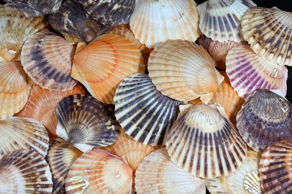 Scallop Shells as Background