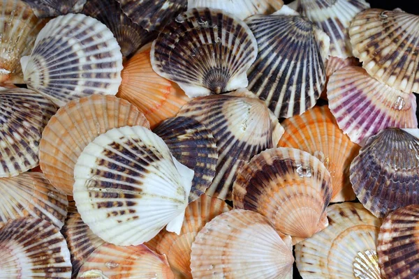 Scallop Shells as Background