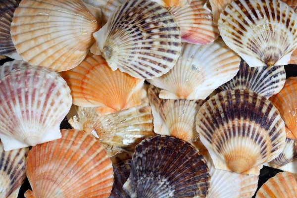 Scallop Shells as Background