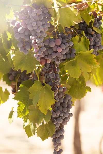 Bunches of red grapes