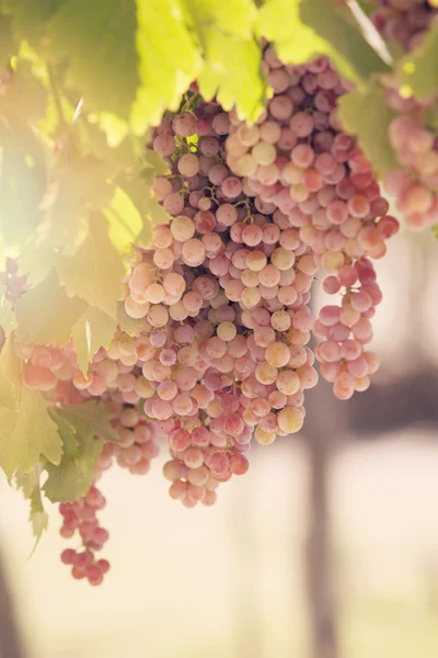 Bunches of red grapes