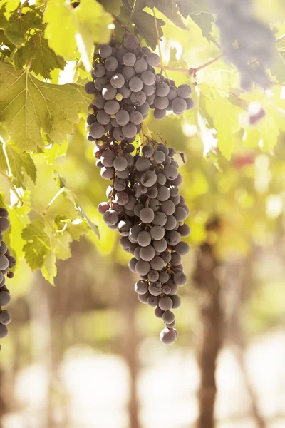 Bunches of red grapes