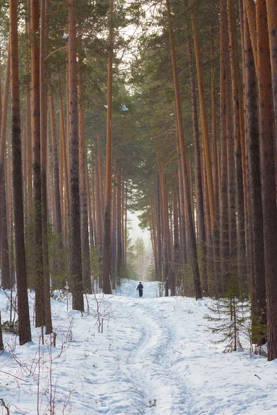 People walking along a path in the woods