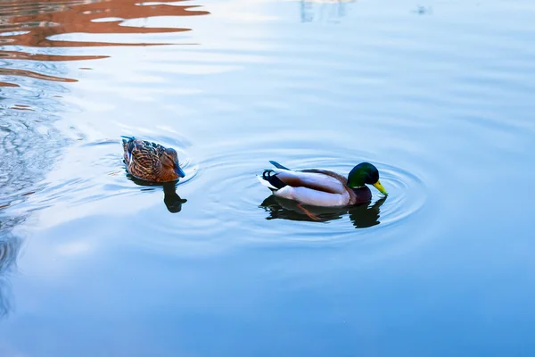 Wild duck and drake swim in the city