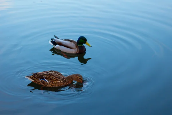 Wild duck and drake swim in the city