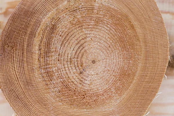 Cross section of the tree