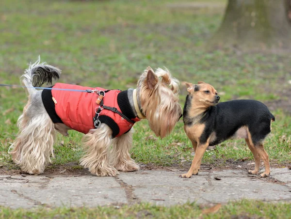 Yorkshire Terrier Toy Terrier Jake and Sonia for a walk.