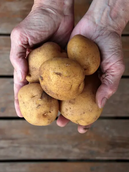 Handful of potatoes in the wrinkled hands of an elderly person
