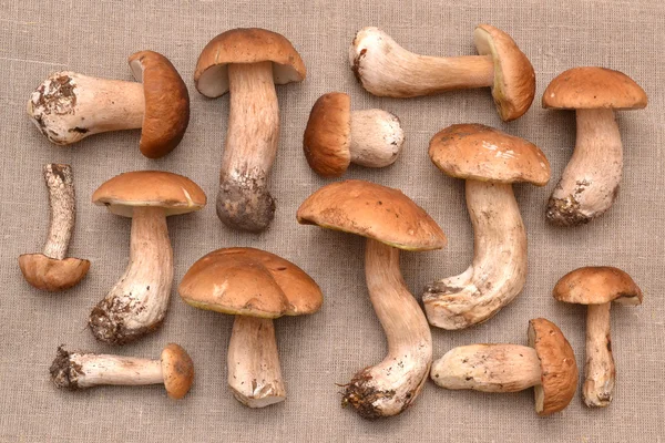Porcini mushrooms on a linen texture