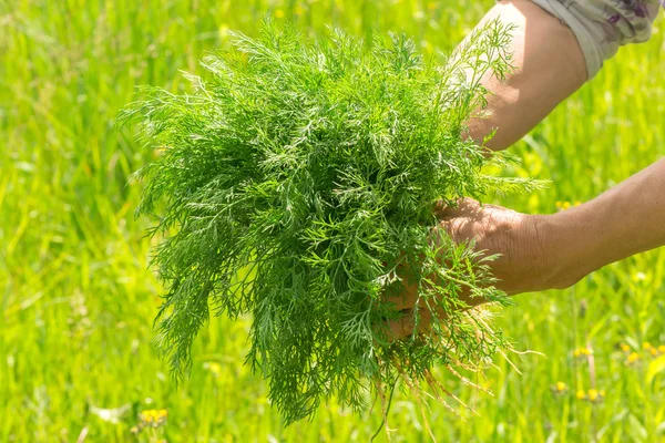 Dill in hand. Hands gardener Work-worn hands. Farmers hands with freshly dill.