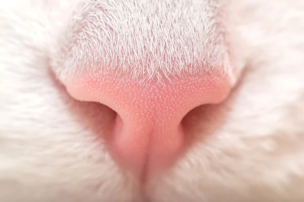 The cat's nose. The nose of white cat. White cat. Pink nose macro.