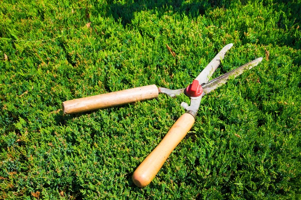 Gardening shears to trim hedges and bushes