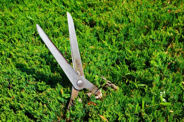 Gardening shears to trim hedges and bushes