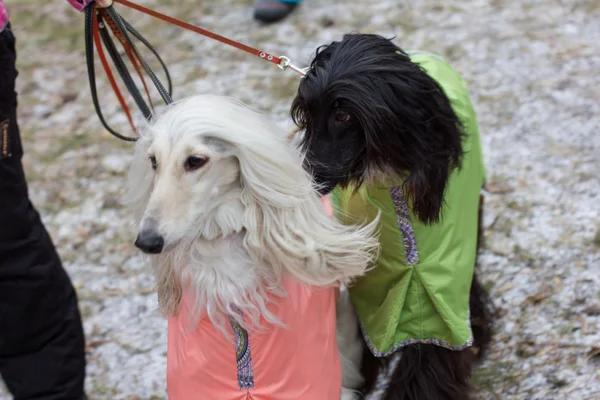 Two dogs in winter costumes