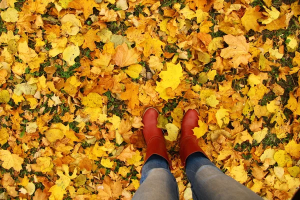 Conceptual image of feet in boots on autumn leaves . Legs shoes and jeans , autumn walk .