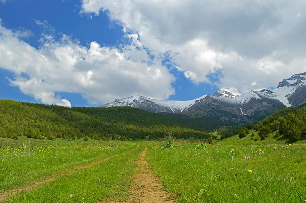 Green meadow with snowy mountains on background