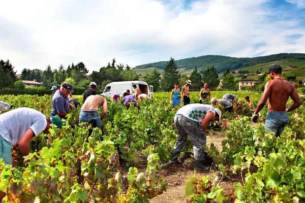 Beaujolais, France - September 17, 2012: Workers picking grapes during the harvest season in a vineyard in the Beaujolais region of France.