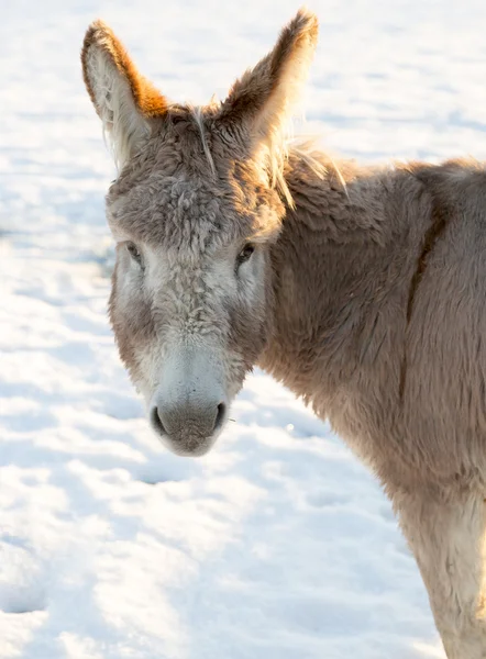 Donkey's Face in Winter