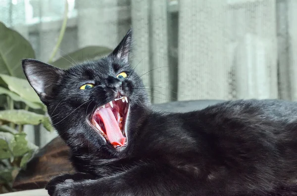 Black cat with open mouth. Cat yawning.