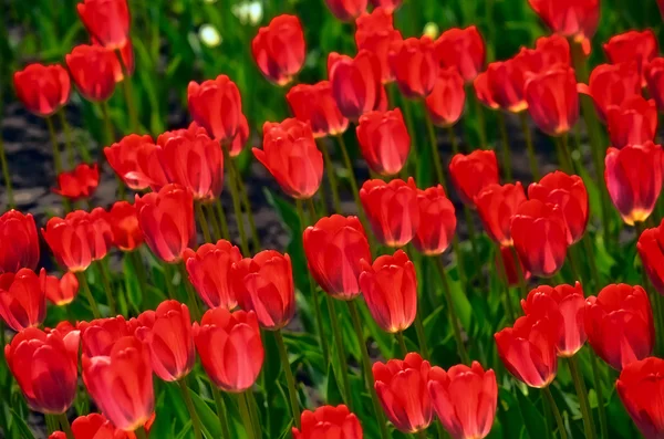 Flower tulips background. Beautiful view of red tulips and sunlight. red tulips, field of tulips