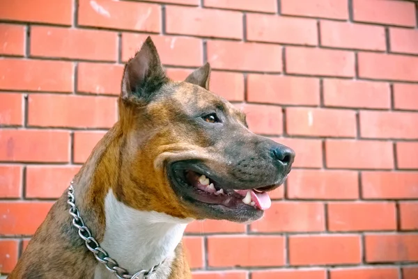 Smiling pitbull dog