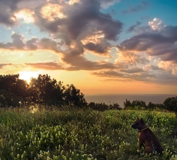 Summer Sunrise over the river.