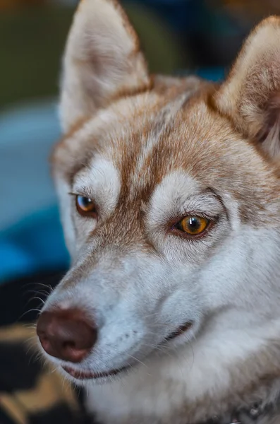 Portrait of a young Siberian Husky indoors