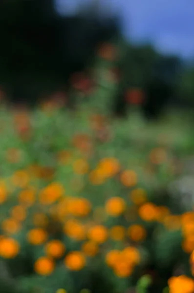 Blurred background with orange flowers in the meadow