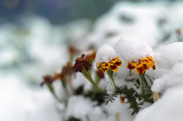 Tagetes flowers under snow