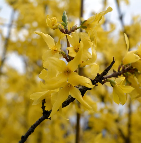 Beautiful spring yellow flowers. Golden shower tree.