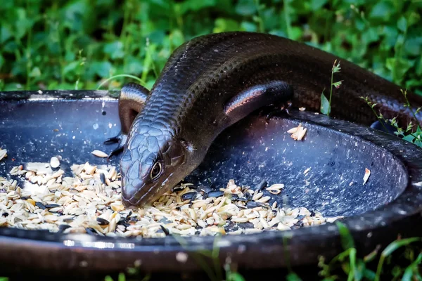 Land Mullet stealing food