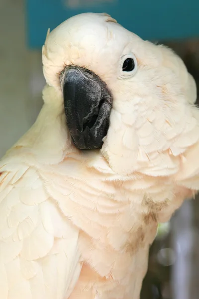 White cockatoo parrot