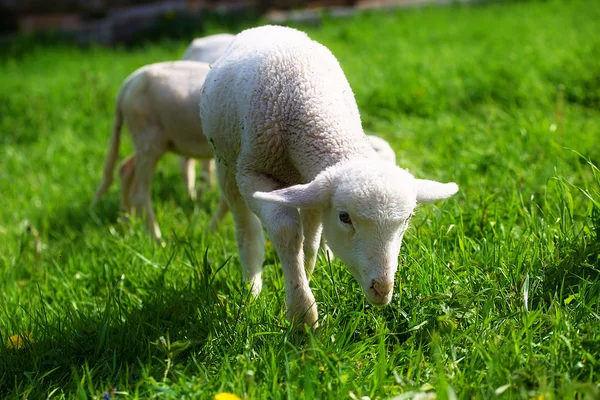 Little lambs grazing on a beautiful green meadow.