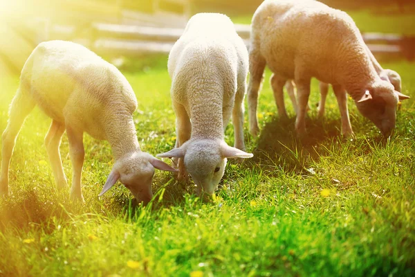 Little lambs grazing on a beautiful green meadow with dandelion.