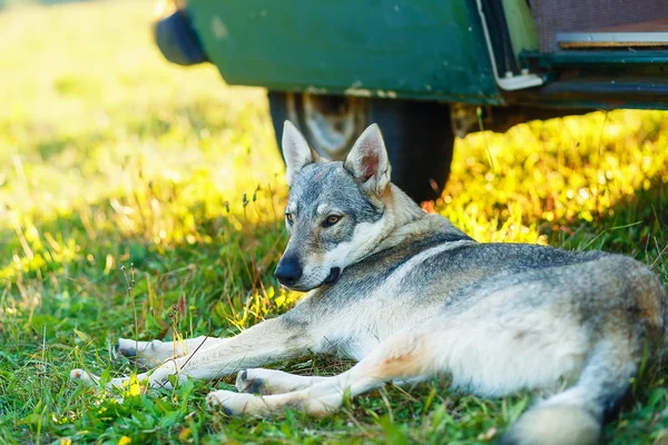 Domesticated wolf dog resting relaxed on a meadow in shadow of caravan car. Czechoslovakian shepherd.