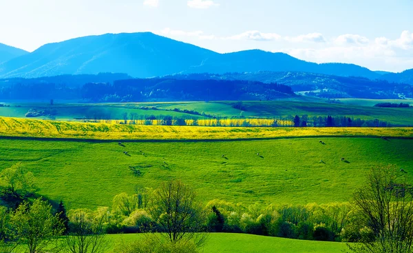 Beautiful landscape, green and yellow meadow with a herd of cows in the distance.