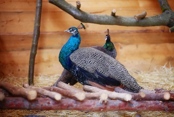 Beautiful peacock displaying his plumage. Portrait of peacock with feathers.