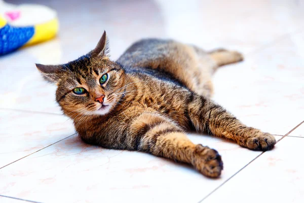 Beautiful stripped cat lying down on a marmor floor. Eye contact.