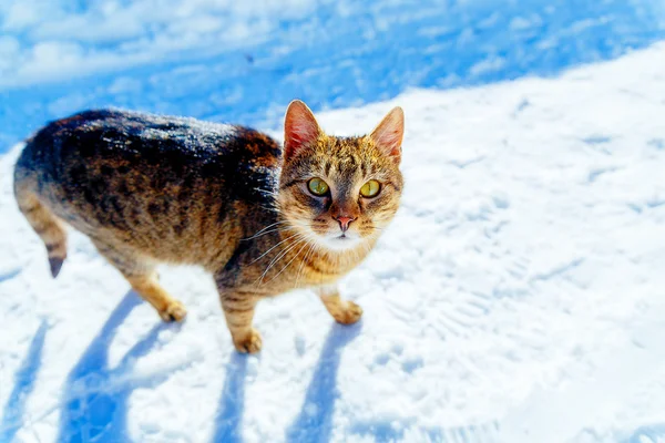 Cat in winter landscape. Eye contact and white background.