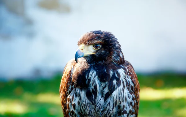 Beautiful bird of prey, common buzzard, sitting on setting pole.