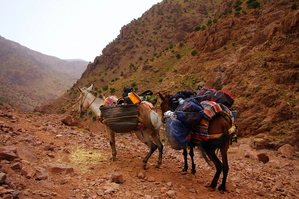 A pair of moroccan donkeys of white and braun resting with their carriage on the adventurous journey in rocky   desert mountains, having their heads turned to the valley, maybe slightly overloaded.
