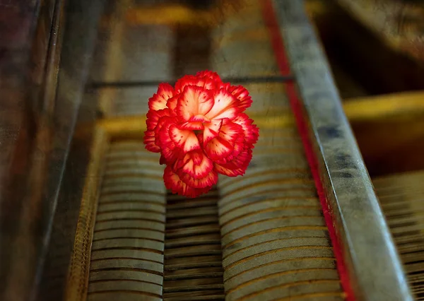 Old vintage gand piano keys with a red carnation flower, vintage picture.
