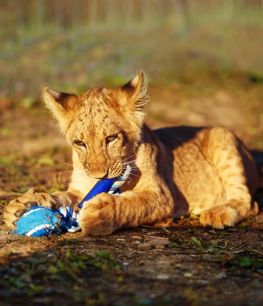 Lion cub cuddling in nature and plaing with toy.