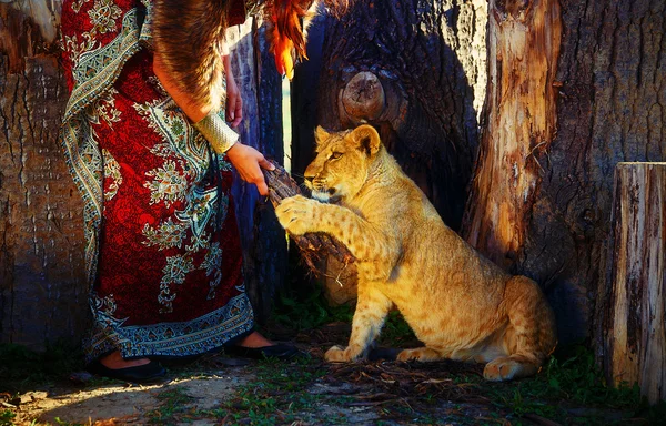 Young woman with ornamental dress and gold jewel playing with lion cub in nature. lion playing with wood in woman hand