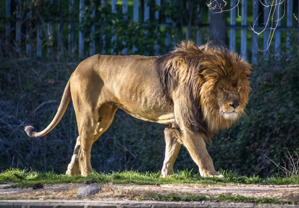 Walking big lion