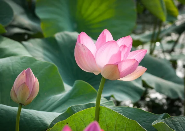 Lotus bloom in the delta of the Volga