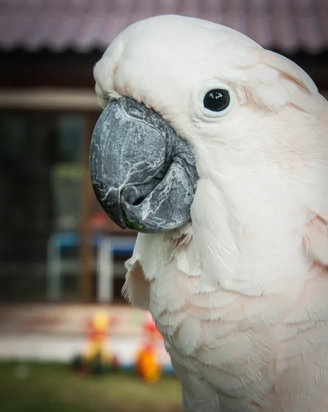 Portrait of a big rose parrot