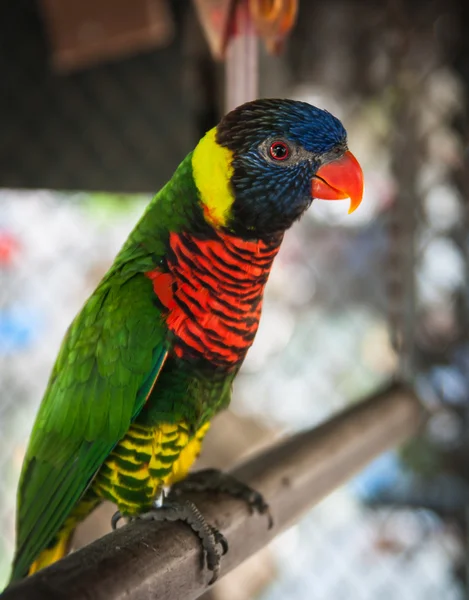 Portrait of a multi-colored parrot