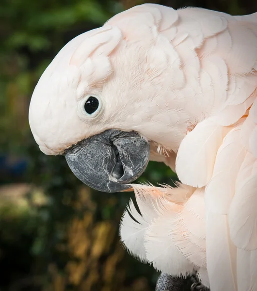 Portrait of a big rose parrot
