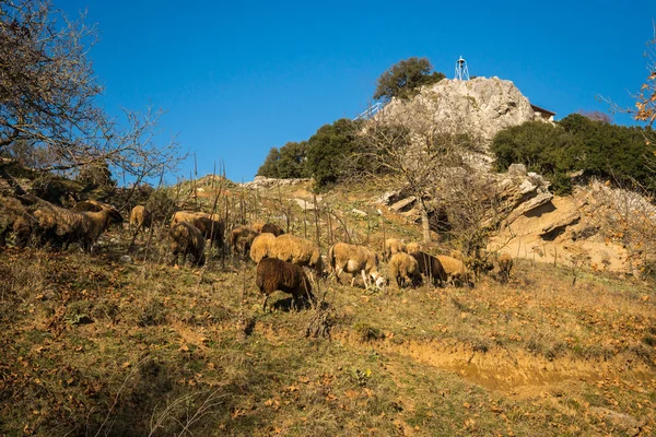 Herd of sheep on a mountain road